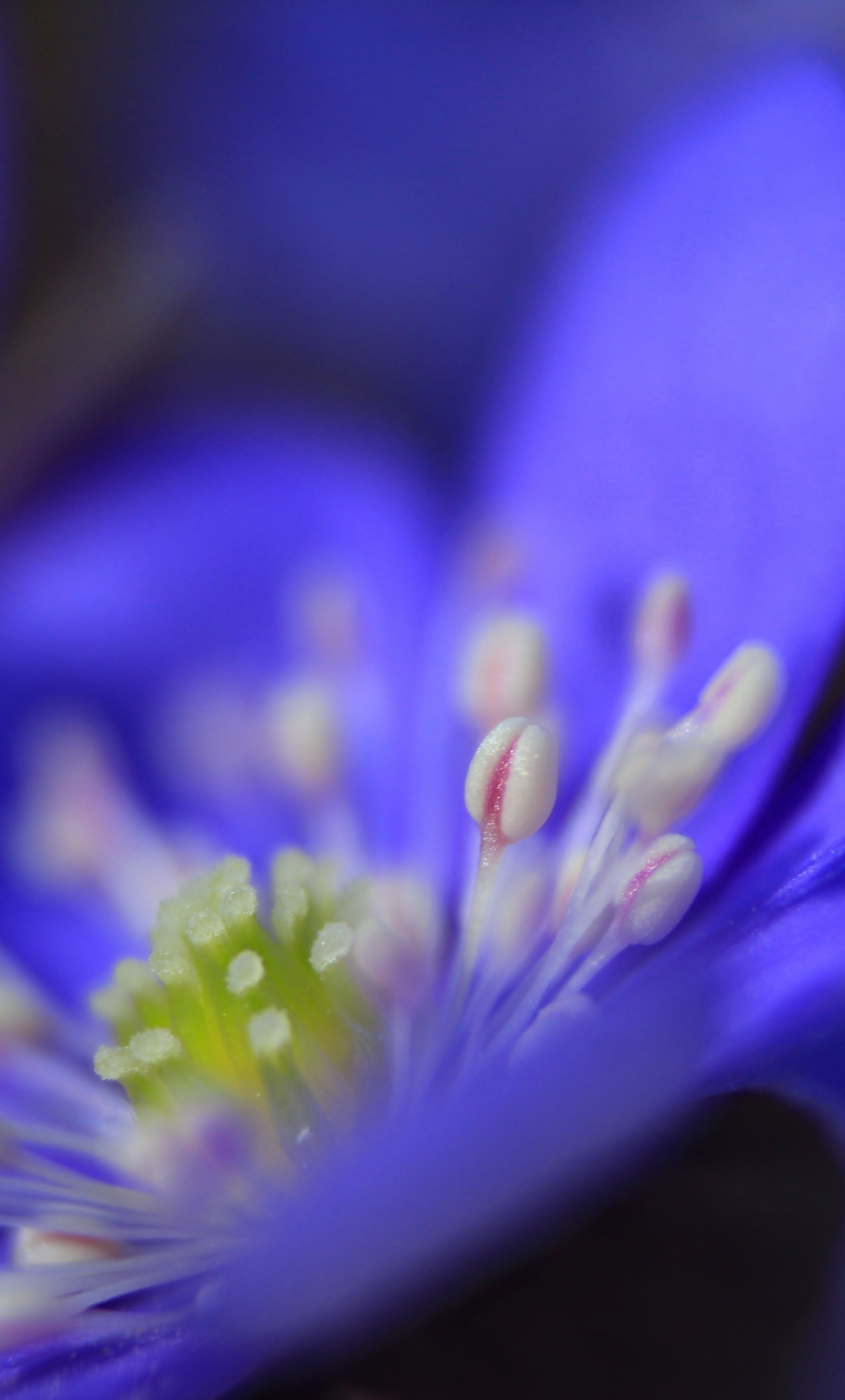 Download Anemone Flower Blue Close Up 1280x21 Wallpaper Iphone 6 Plus 1280x21 Hd Image Background 5667