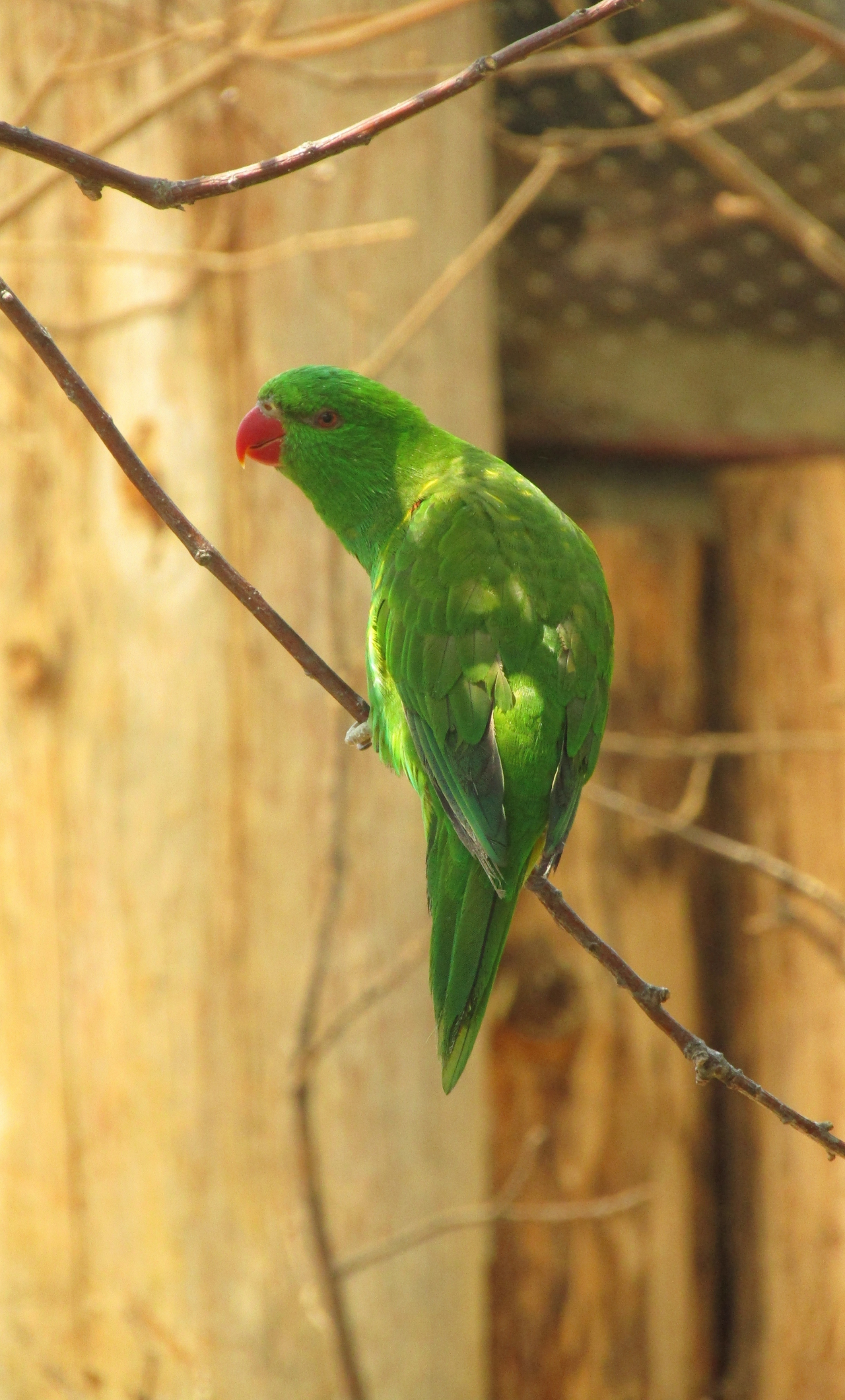 Download wallpaper 1280x2120 green parrot, adorable, bird, iphone 6