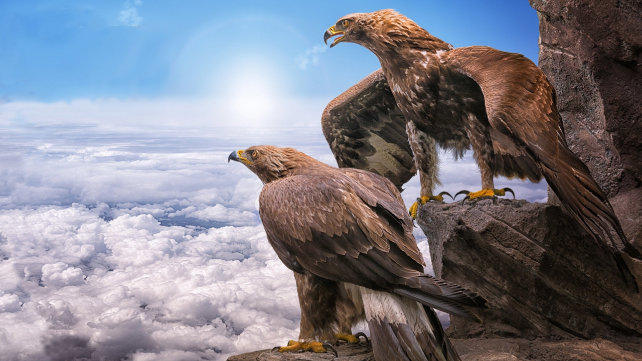 Download 1280x720 wallpaper golden eagles, birds, clouds ...