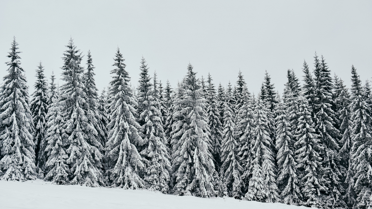 White, snow layer, pine trees, nature, 1280x720 wallpaper