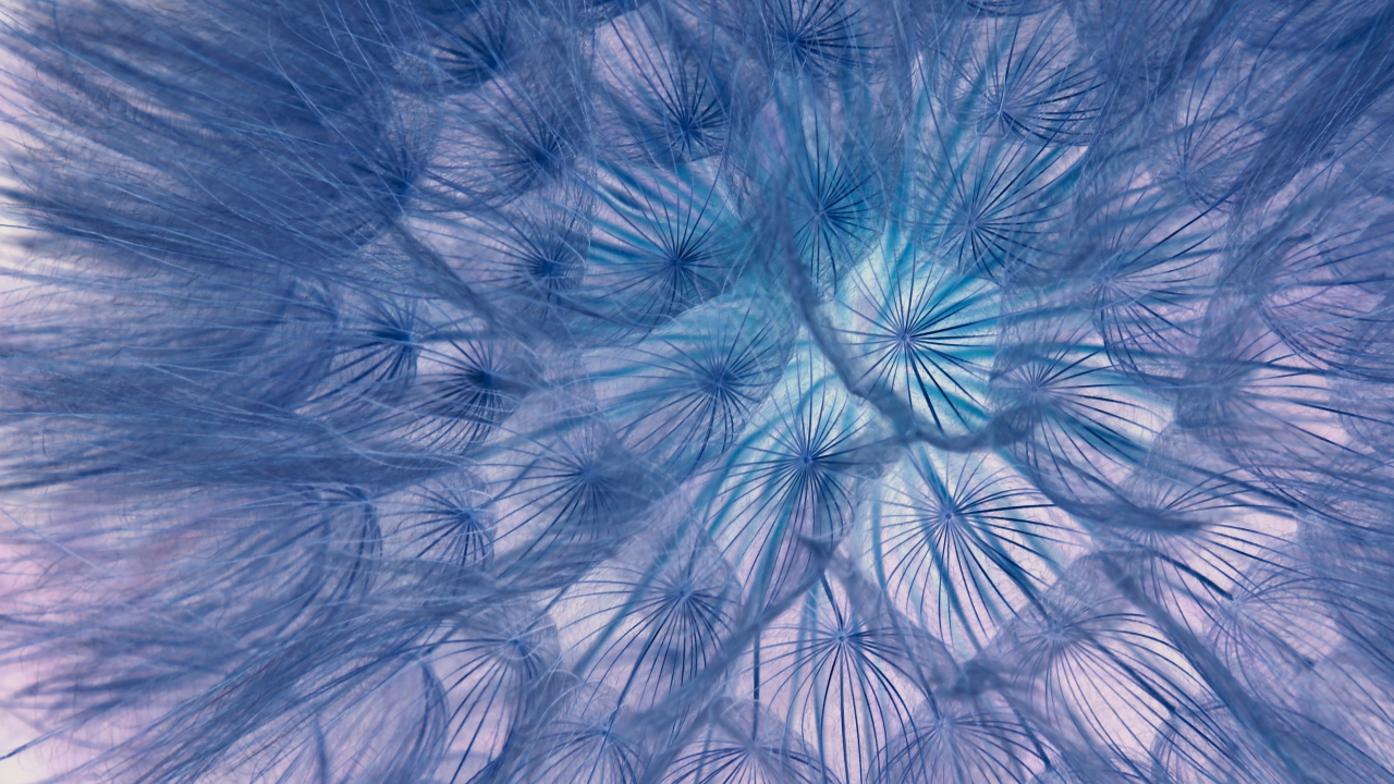 Flower, threads, close-up, dandelion, 1280x720 wallpaper