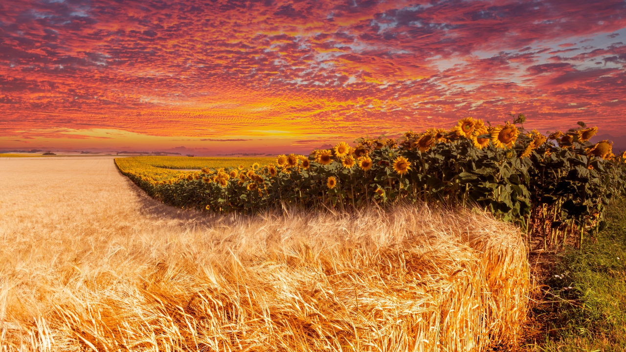 Wheat and sunflower farm, sunset, 1280x720 wallpaper