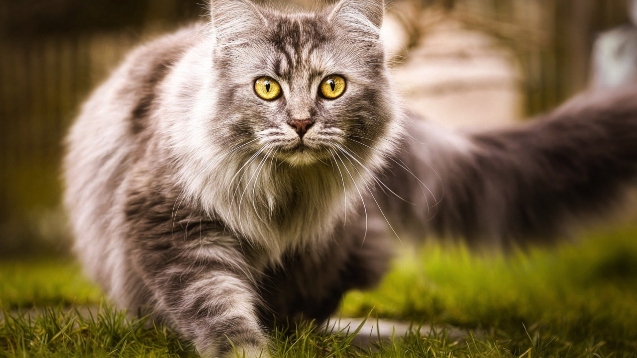 Download wallpaper 1280x720 feline, furry animal, cat, starring, hd ...