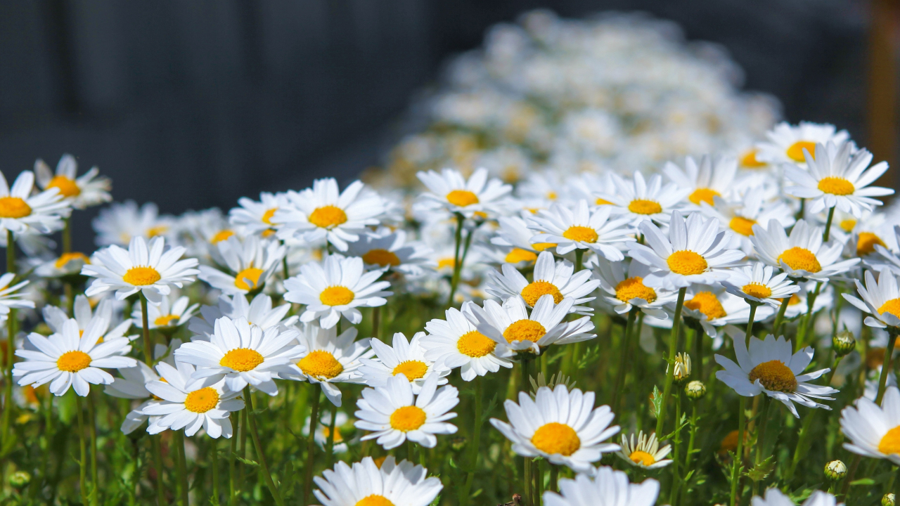 Meadow, spring, flowers, white daisy, 1280x720 wallpaper