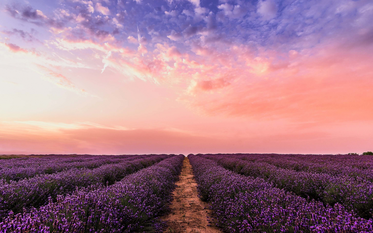 Download 1280x800 Wallpaper Lavender Flowers Farm Sunset Full Hd Hdtv Fhd 1080p Widescreen 1280x800 Hd Image Background
