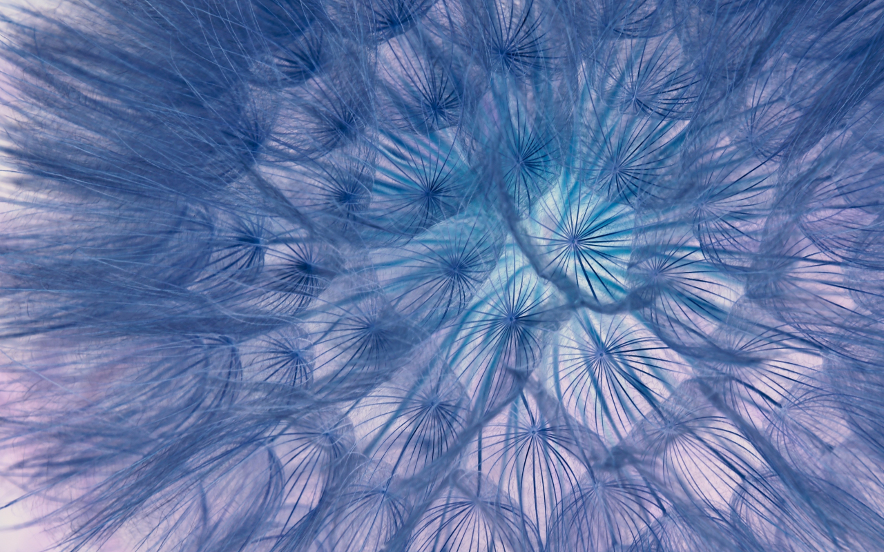 Flower, threads, close-up, dandelion, 1280x800 wallpaper