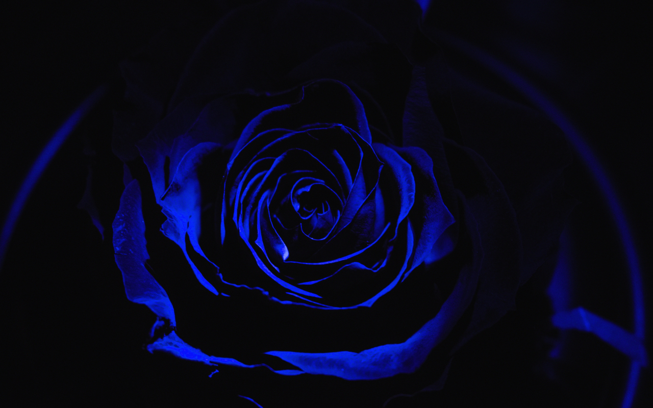 Download wallpaper 1280x800 blue rose, dark, close up, full hd, hdtv, fhd  widescreen 1280x800 hd background, 10127