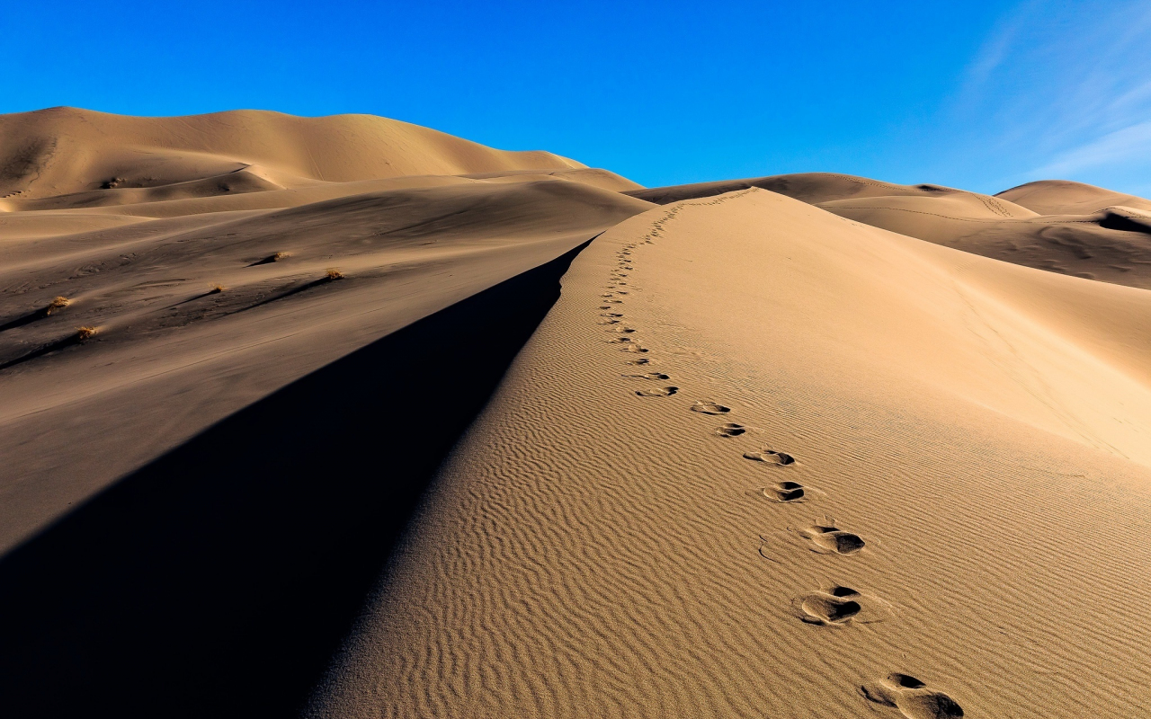 Download 1280x800 Wallpaper Desert Camel S Footprint Sand Full Hd Hdtv Fhd 1080p Widescreen 1280x800 Hd Image Background 5523