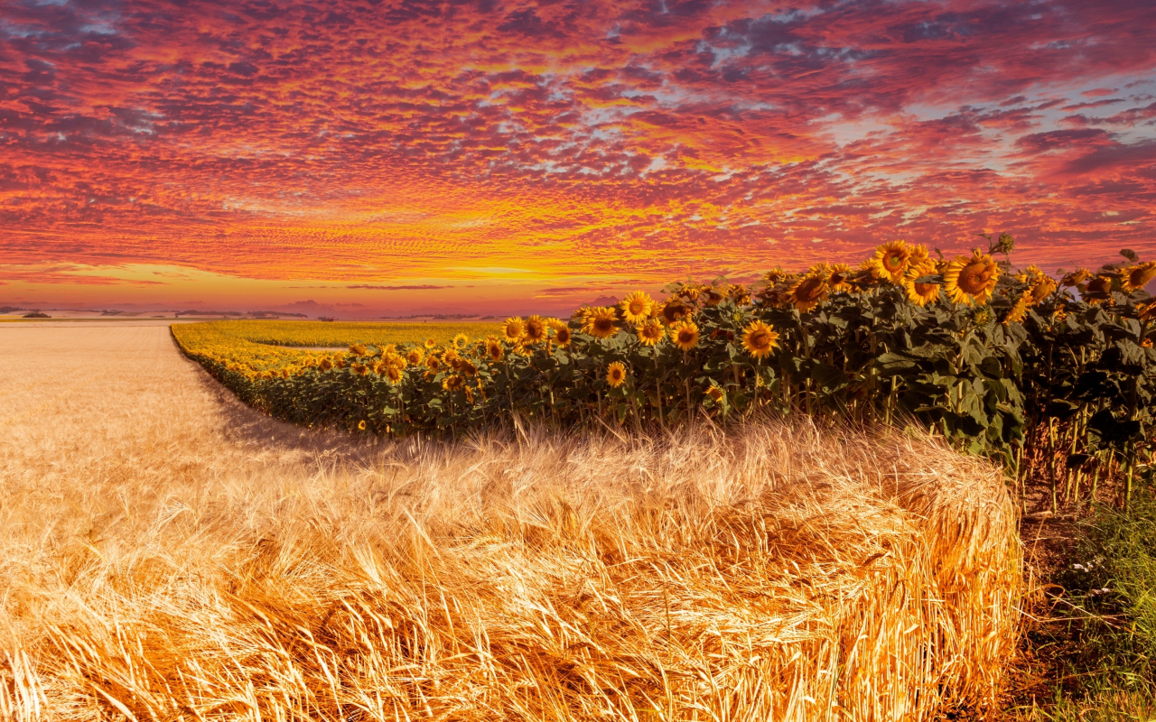 Wheat and sunflower farm, sunset, 1280x800 wallpaper