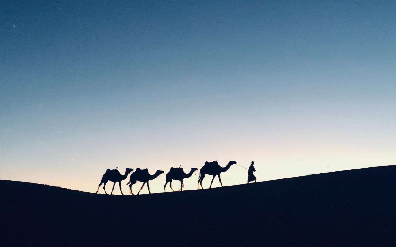 Silhouette, sunset, camel, Morocco, 1280x800 wallpaper