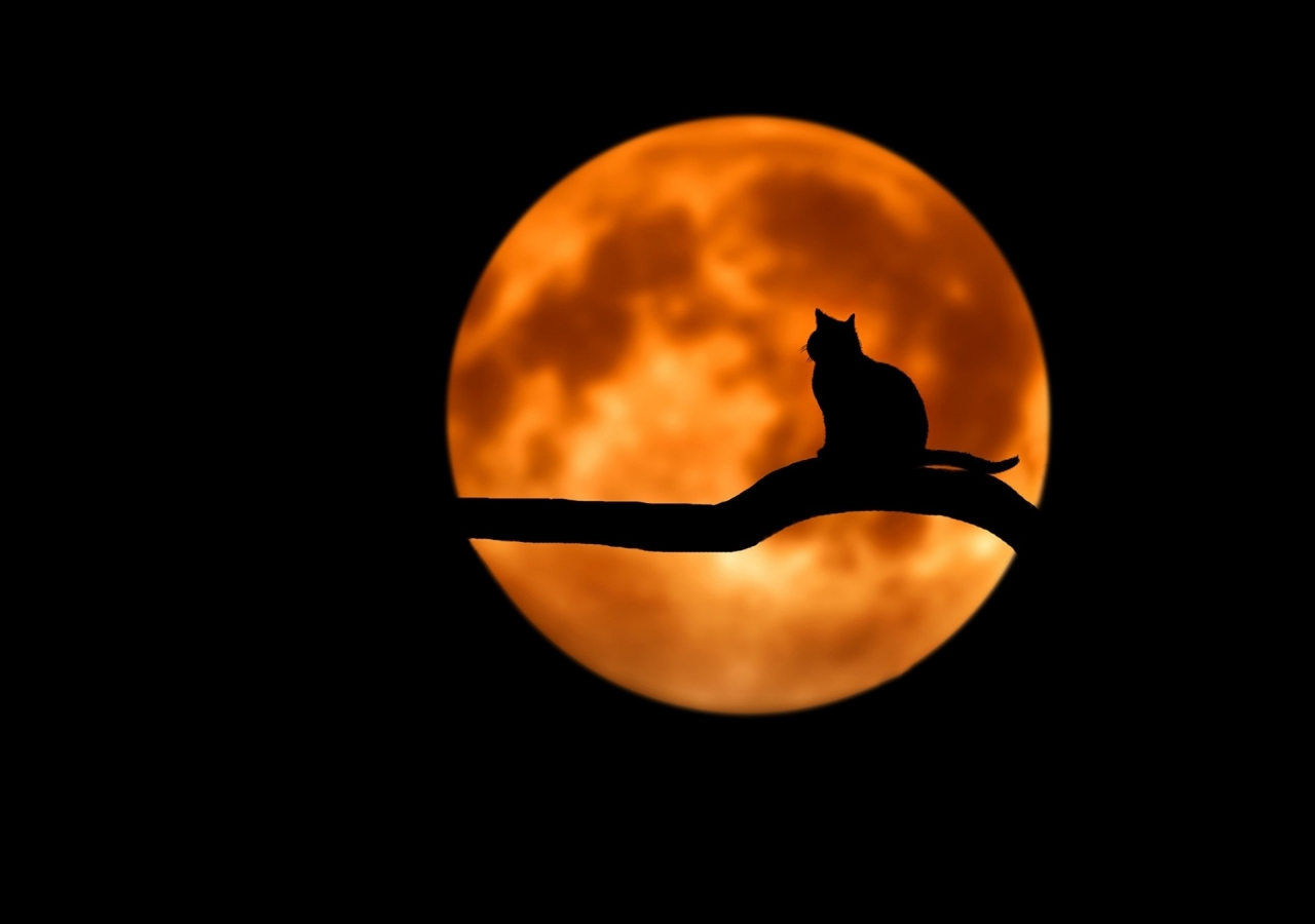 Moon, cat, minimal, silhouette, art, 1280x900 wallpaper