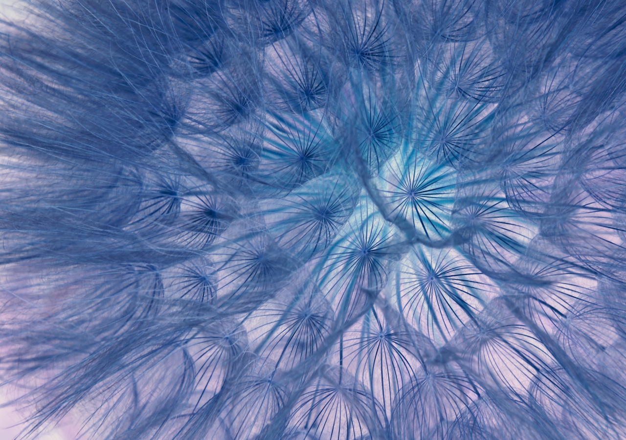 Flower, threads, close-up, dandelion, 1280x900 wallpaper