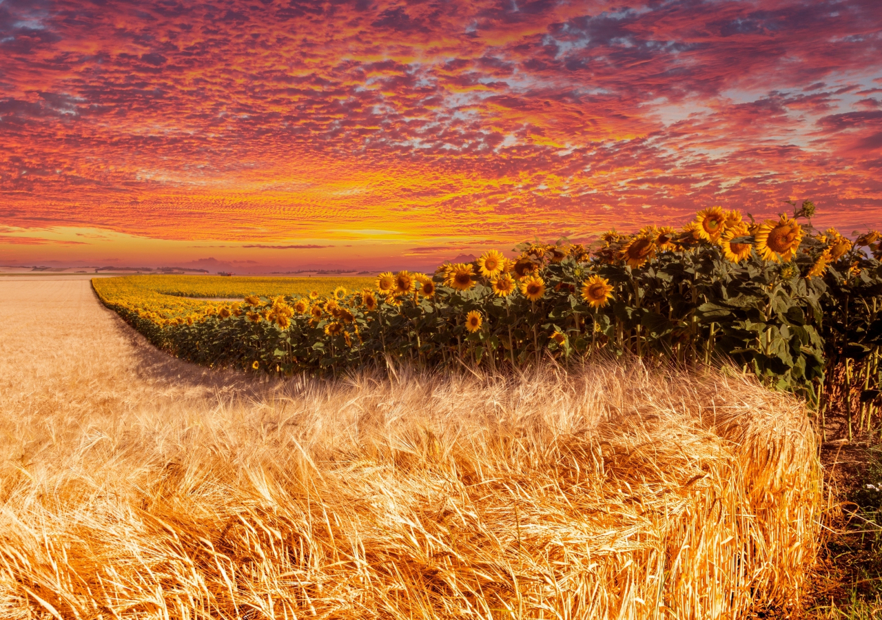 Wheat and sunflower farm, sunset, 1280x900 wallpaper