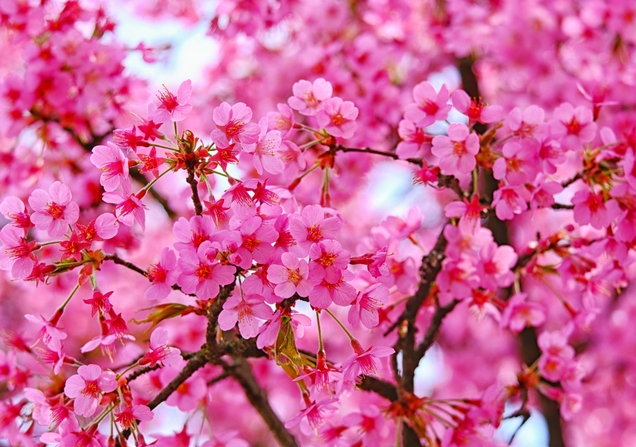 Cherry blossom, pink flowers, nature, 1280x900 wallpaper