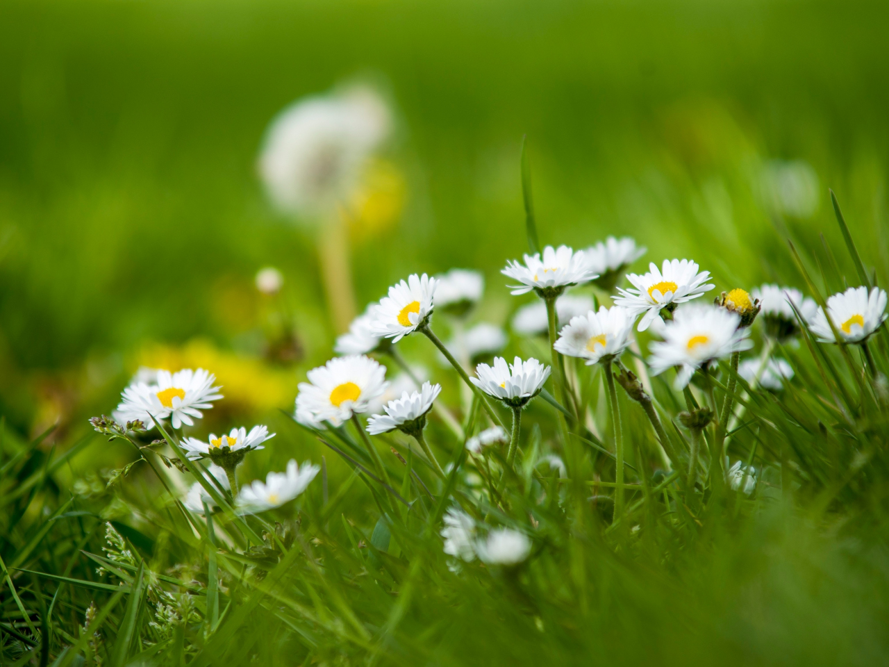 Meadow, small white daisy, green grass, 1280x960 wallpaper