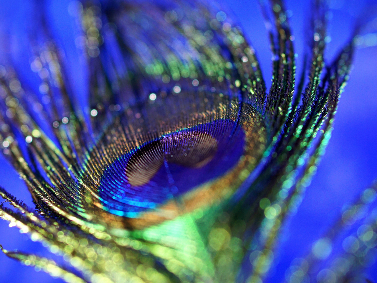 Download wallpaper 1280x960 peacock, plumage, feather, colorful, close up,  bokeh, standard 4:3 fullscreen 1280x960 hd background, 1837
