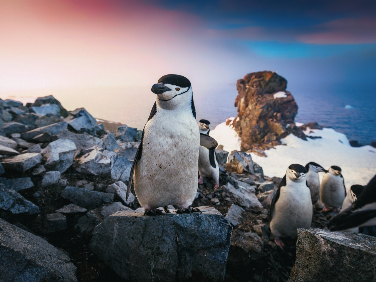 Download wallpaper 1280x960 penguin, coast, rocks, animals, standard 4:3  fullscreen 1280x960 hd background, 3042