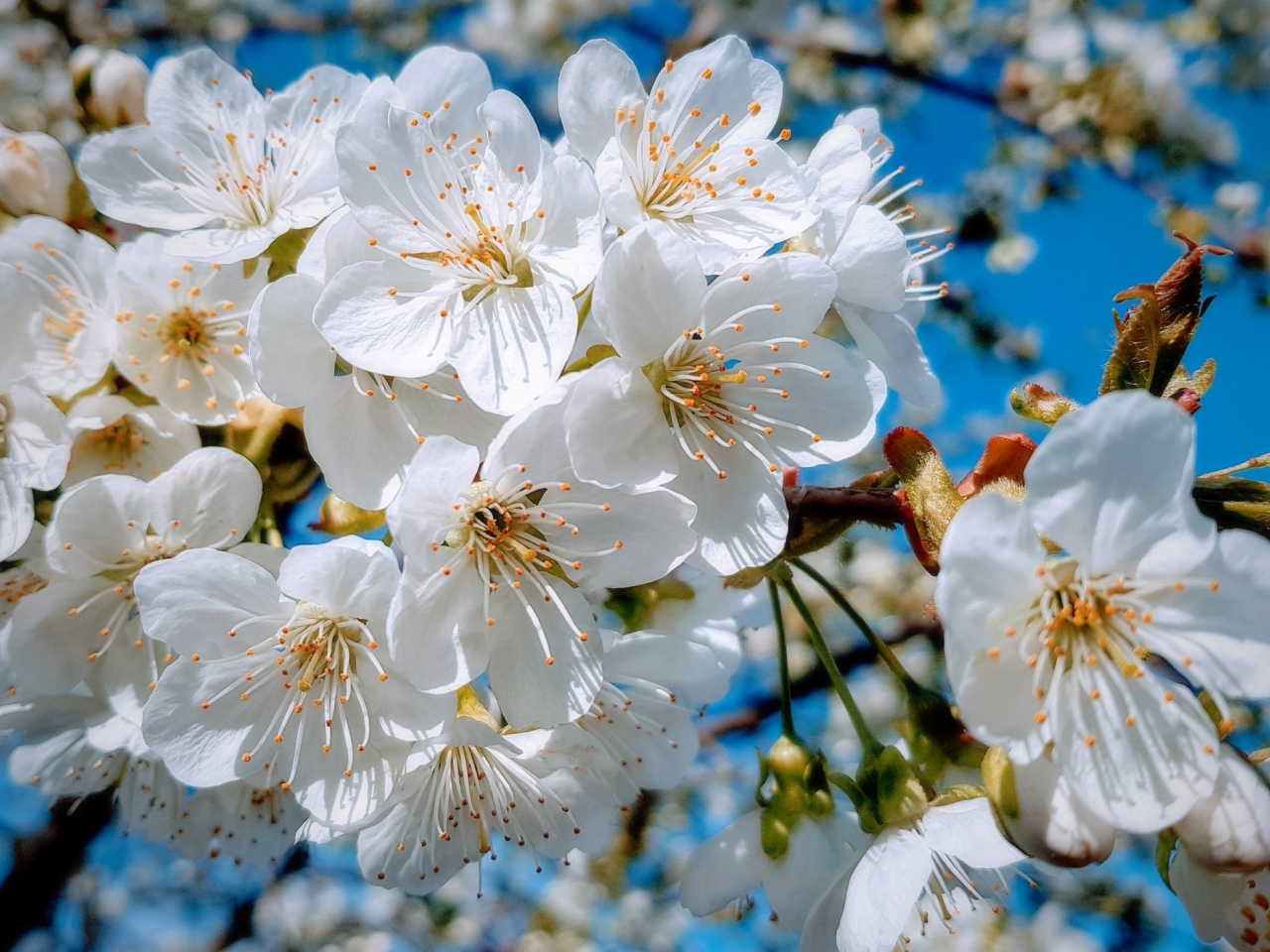 White, close up, cherry tree, spring, blossom, 1280x960 wallpaper