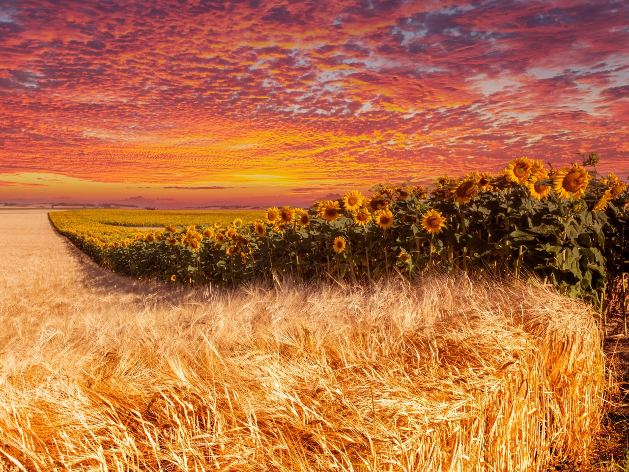 Wheat and sunflower farm, sunset, 1280x960 wallpaper