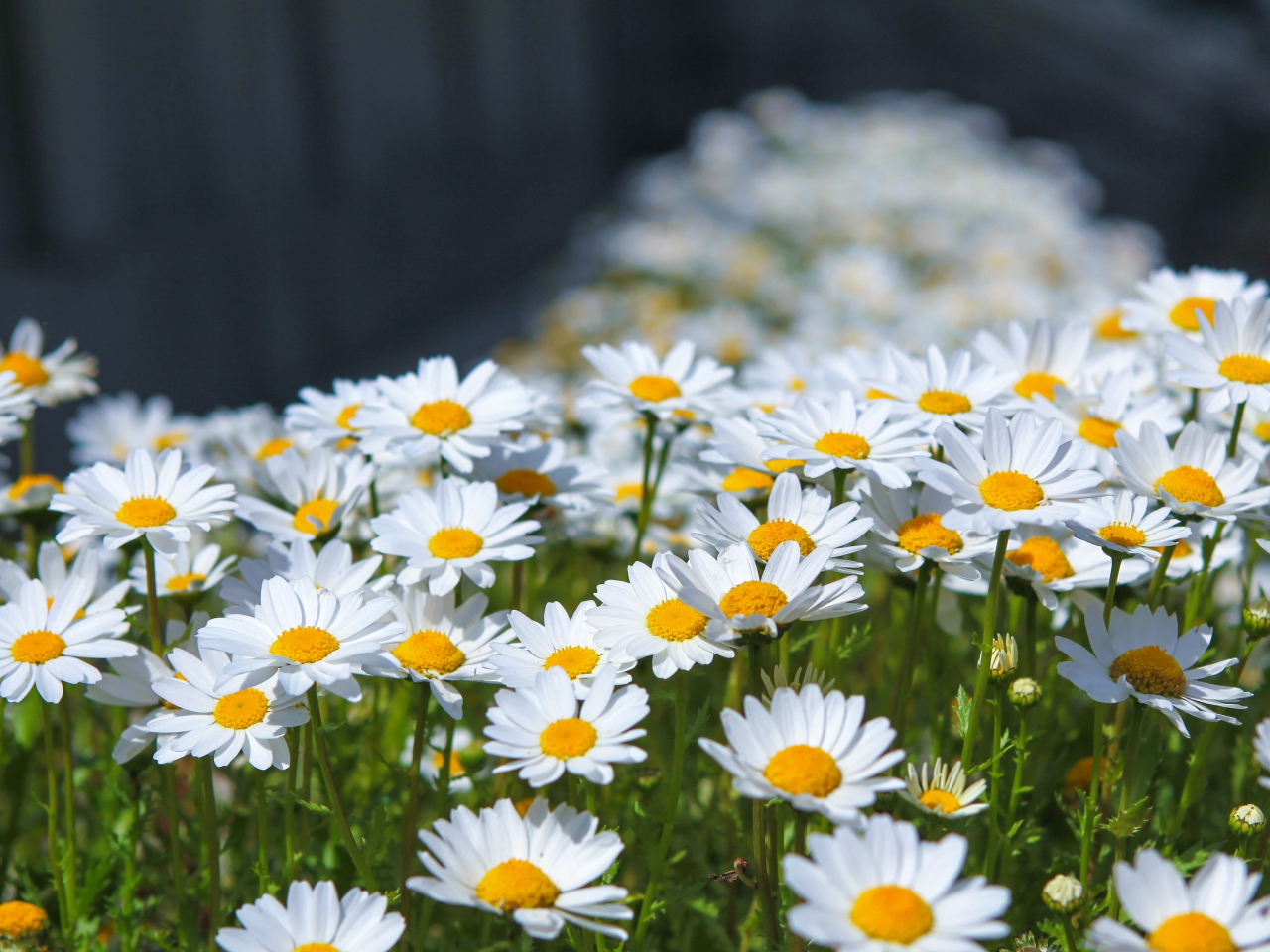 Meadow, spring, flowers, white daisy, 1280x960 wallpaper