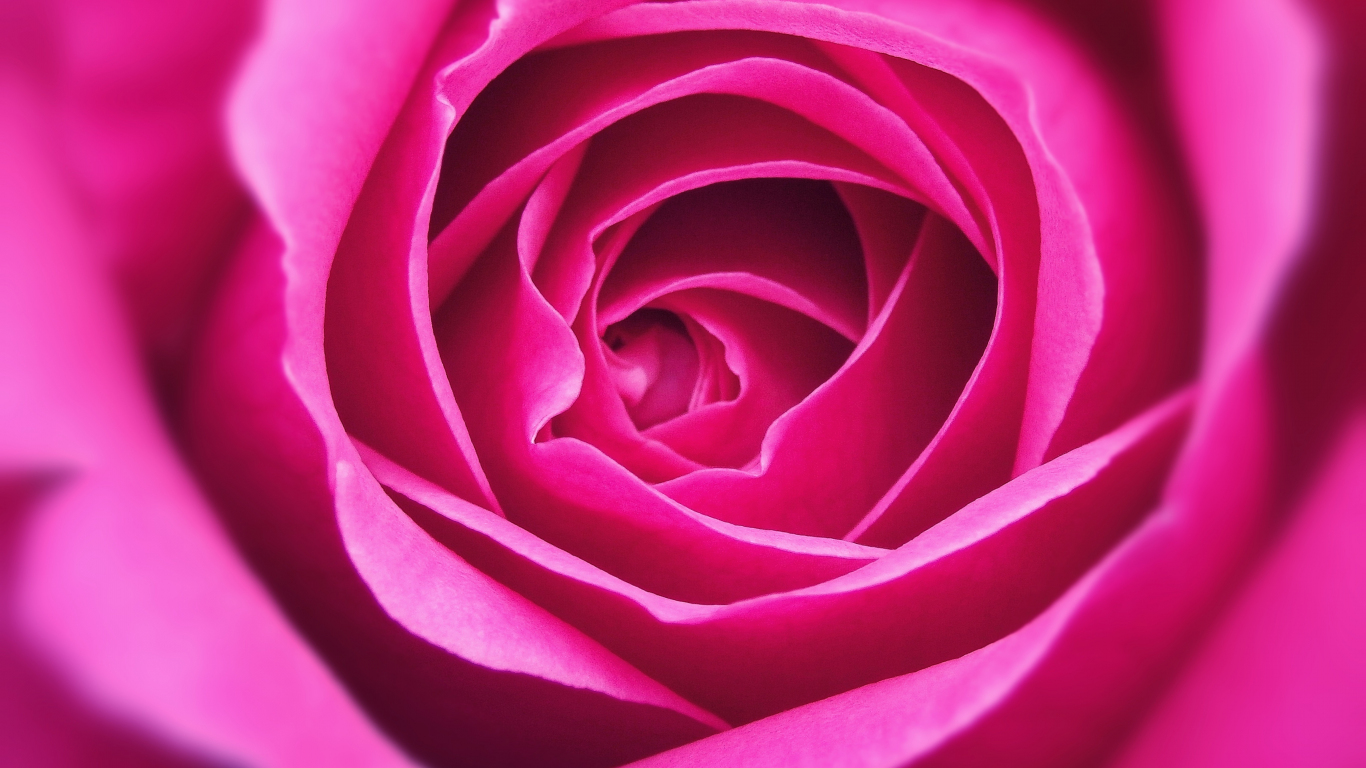 Download wallpaper 1366x768 close up, petal, pink rose, tablet, laptop ...