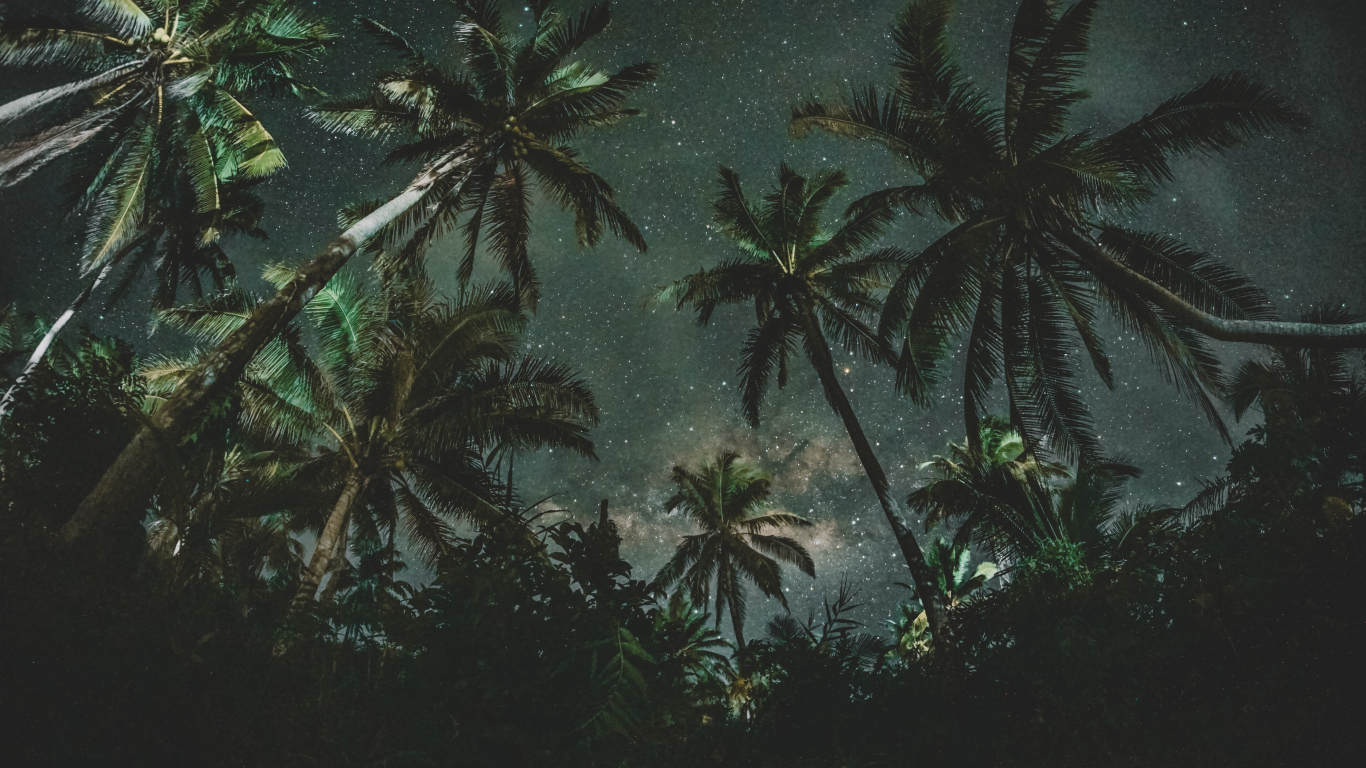 Download wallpaper 1366x768 palm trees, night, starry night, nature,  tablet, laptop, 1366x768 hd background, 202