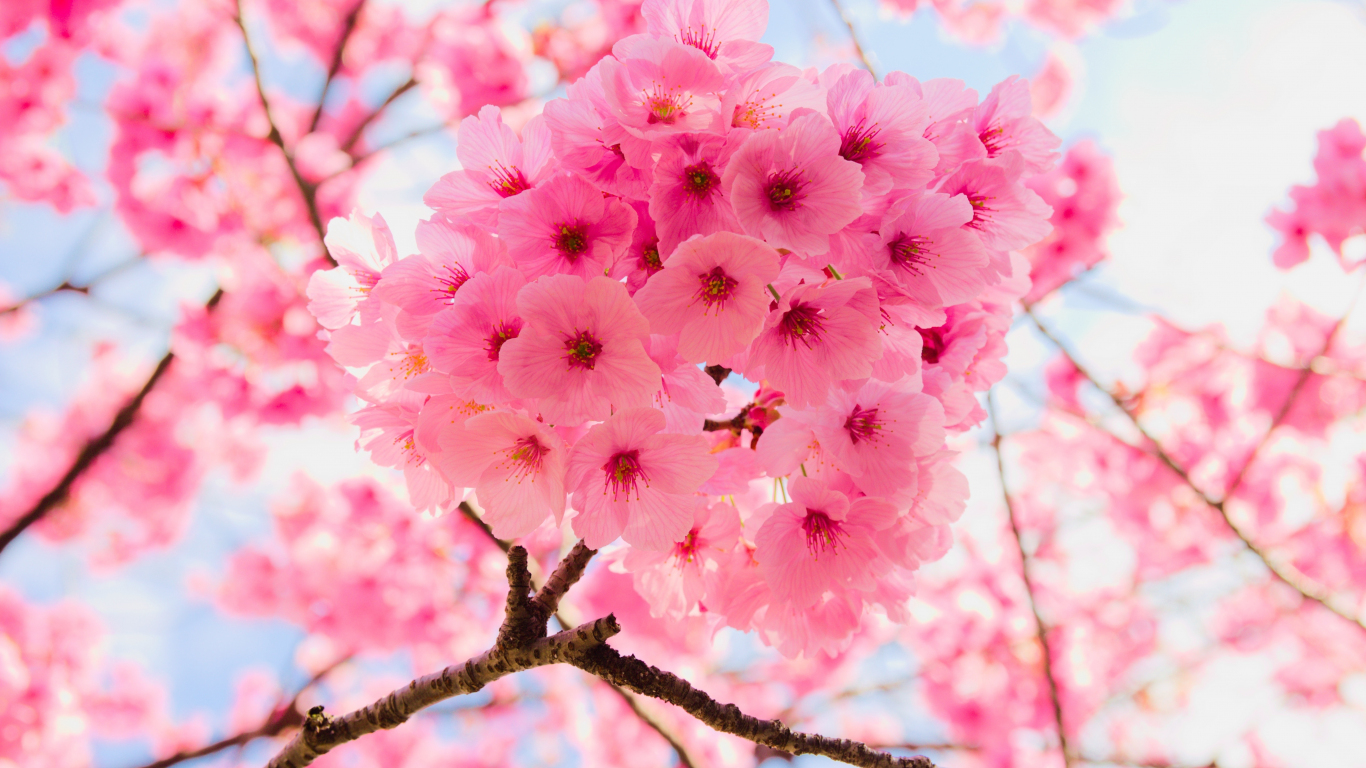 Download 1366x768 wallpaper pink, tree branches, cherry flowers, close