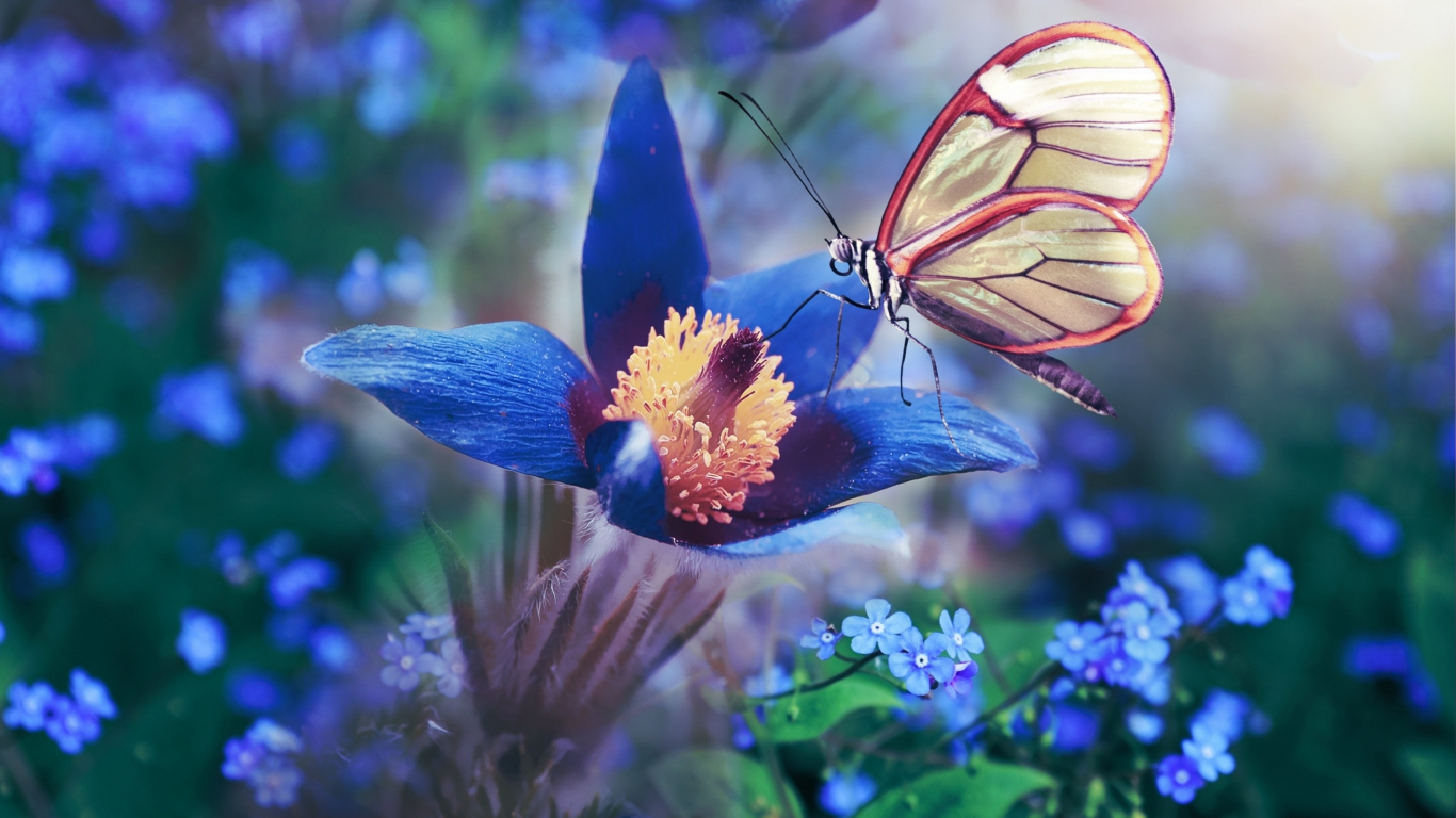 Download wallpaper 1366x768 blue flower, butterfly, meadow, macro, tablet,  laptop, 1366x768 hd background, 23886