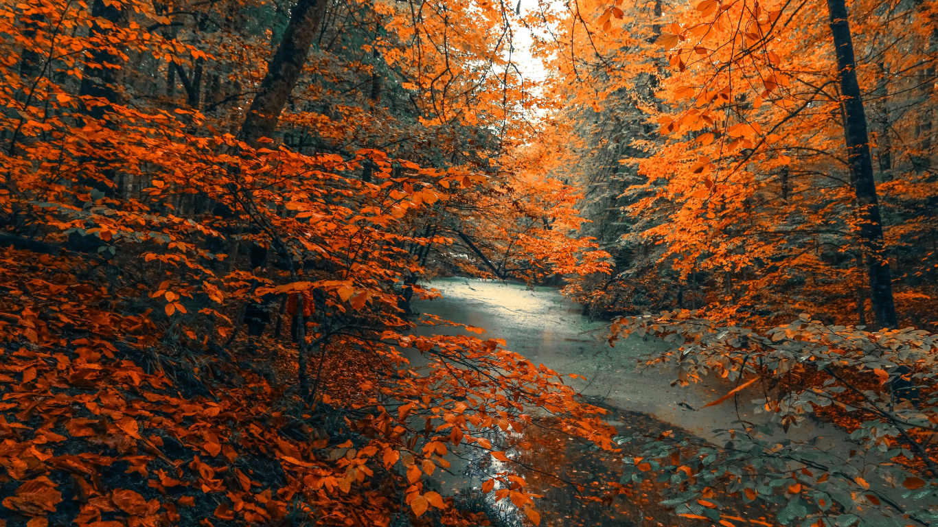 Download wallpaper 1366x768 autumn fog forest foliage trees path  tablet laptop hd background