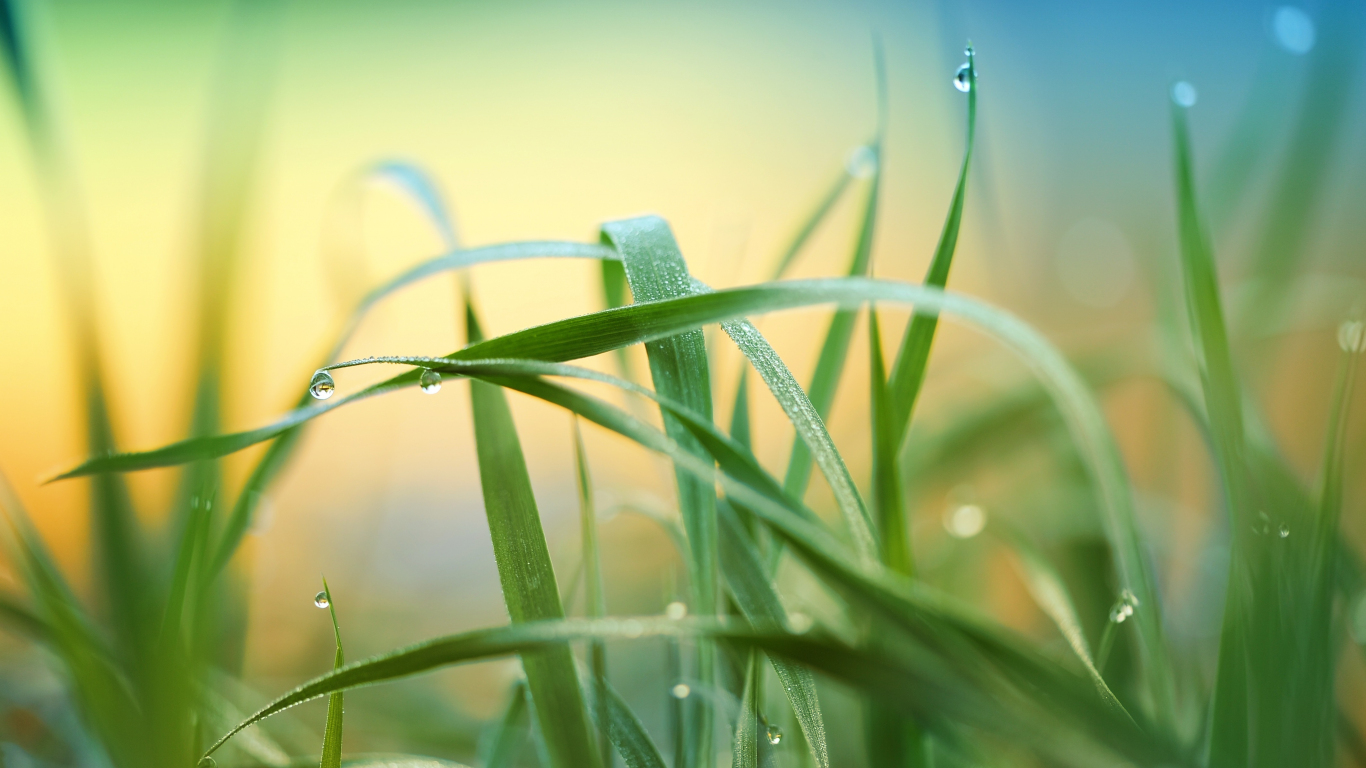 Drops grass nature blur wallpaper background - KDE Store