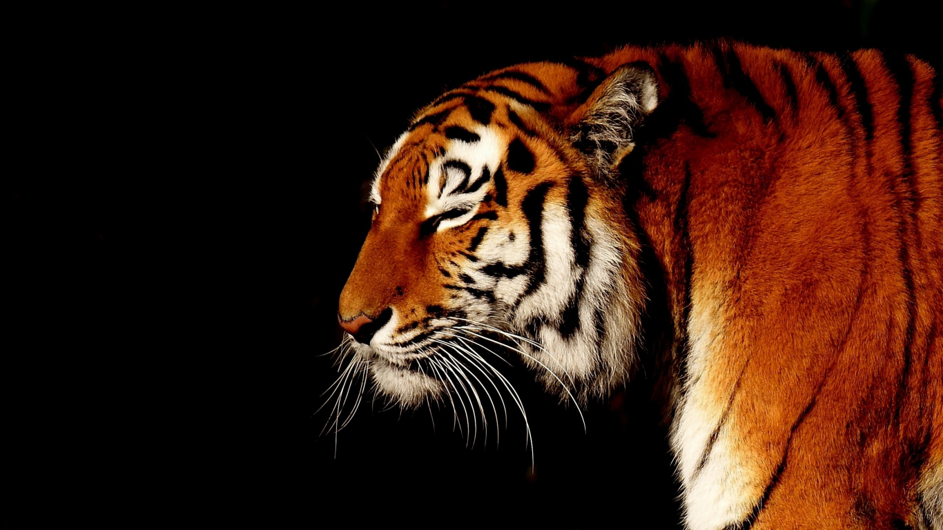 Download wallpaper 1366x768 calm, animal, predator, muzzle, tiger ...
