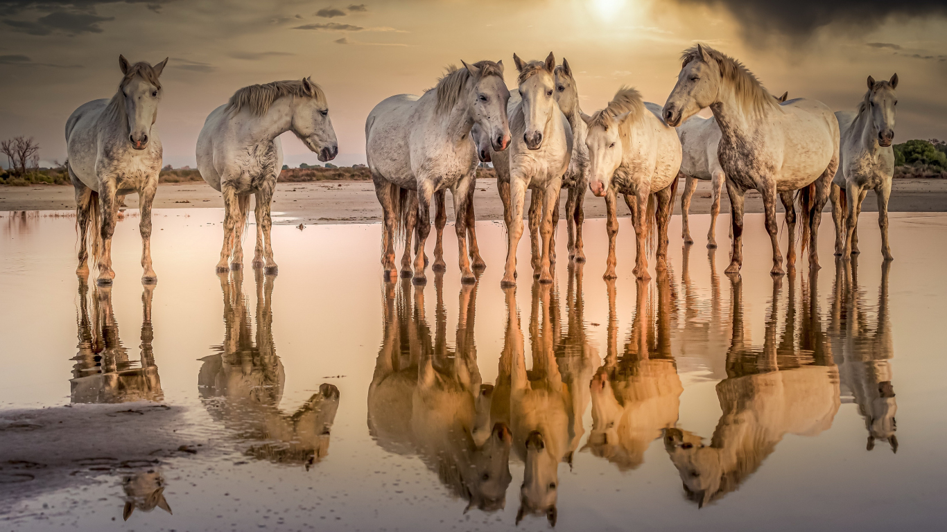 White horses at shore reflections animals wallpaper - Gnome-look.org