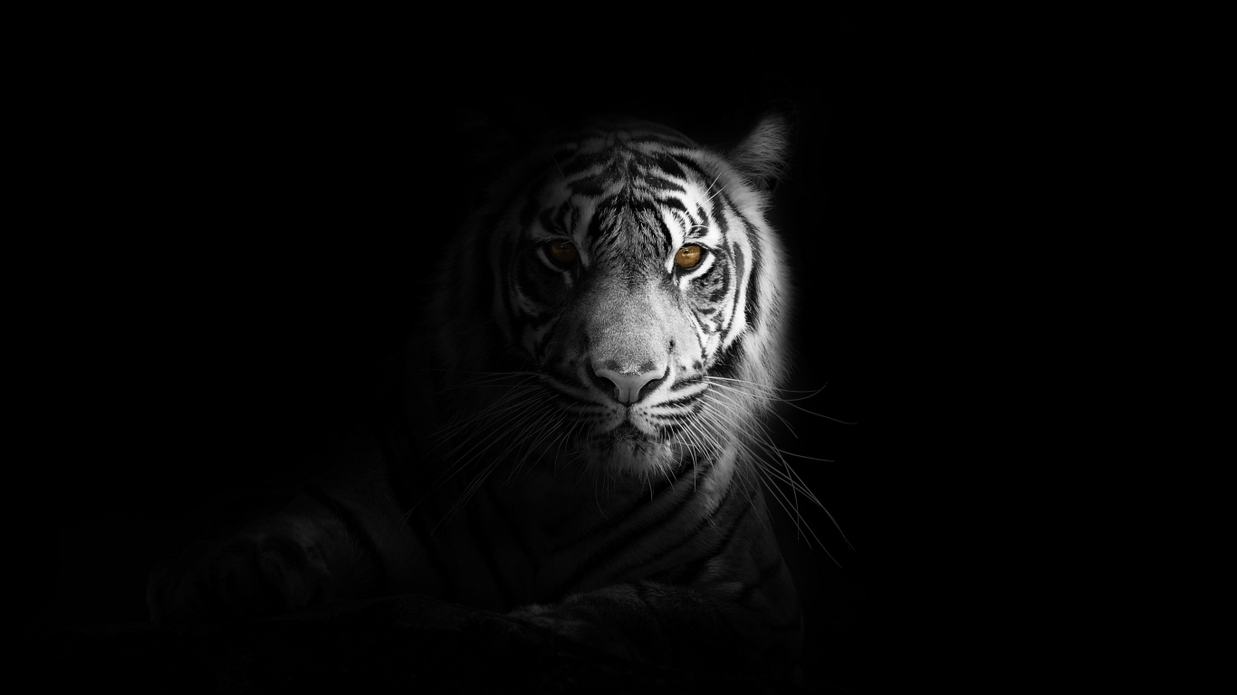 Tiger Wallpaper Hd 1366x768