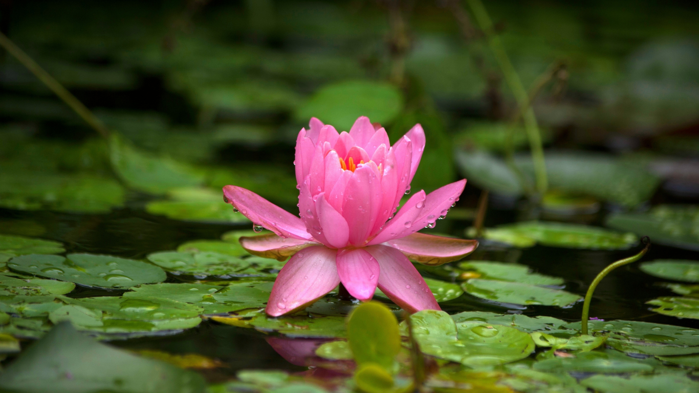 Download wallpaper 1366x768 aquatic plants, water lily, leaves, lake ...