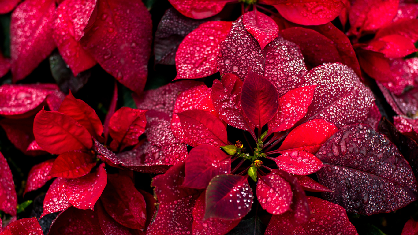 Colorful red leaves, nature, plant, close up, 1366x768 wallpaper