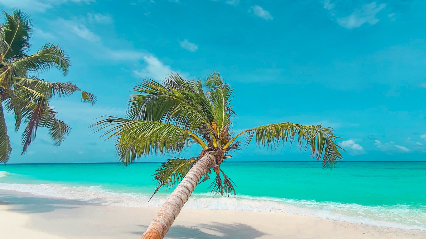 Download wallpaper 1366x768 palm tree, beach, tropical, tablet, laptop ...