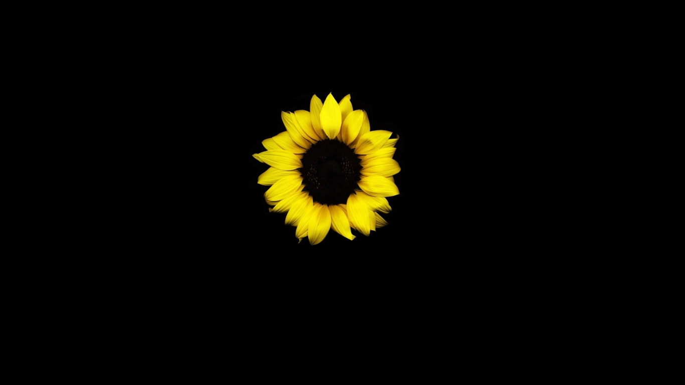 Download wallpaper 1366x768 sunflower, yellow, dark, tablet, laptop,  1366x768 hd background, 24747