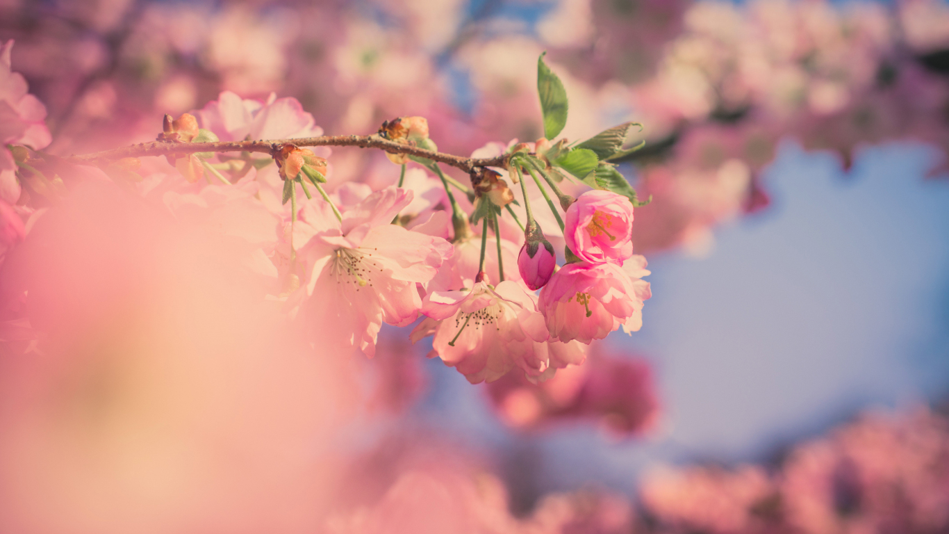 Hoa anh đào - Những bông hoa anh đào tuyệt đẹp nở rộ trên nền nhạc Nhật Bản truyền thống là một hình ảnh đầy cảm hứng. Hình ảnh này sẽ giúp bạn thư giãn và tìm lại sự yên bình trong cuộc sống của mình.