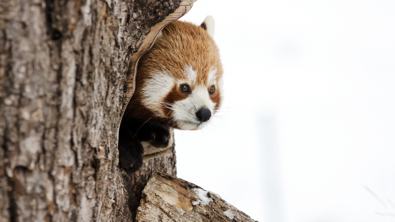 Download 1366x768 wallpaper  red panda  muzzle cute 