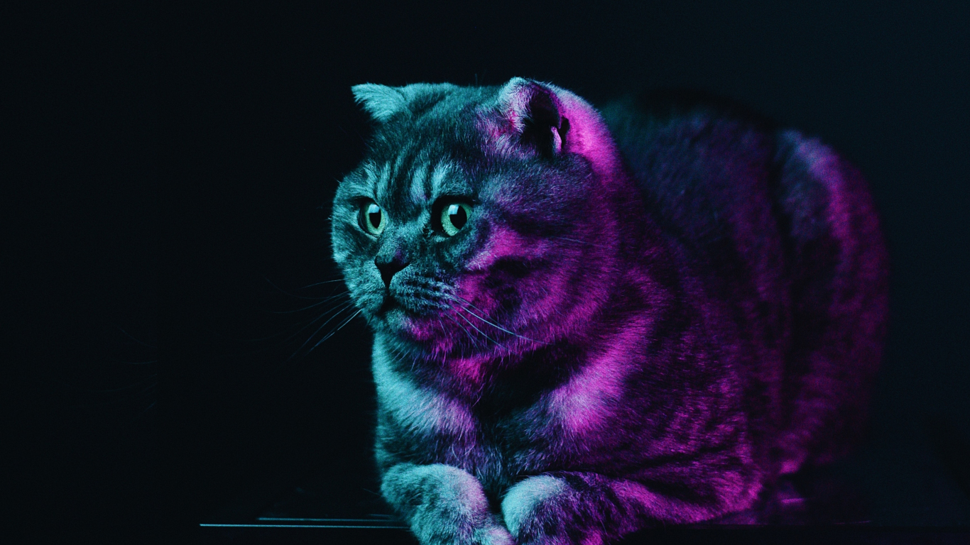 Fat cat neon glow animal wallpaper background - Wallpapers