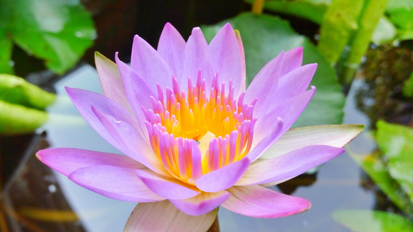 Download wallpaper 1366x768 bloom, pink, water lily, close up, tablet ...