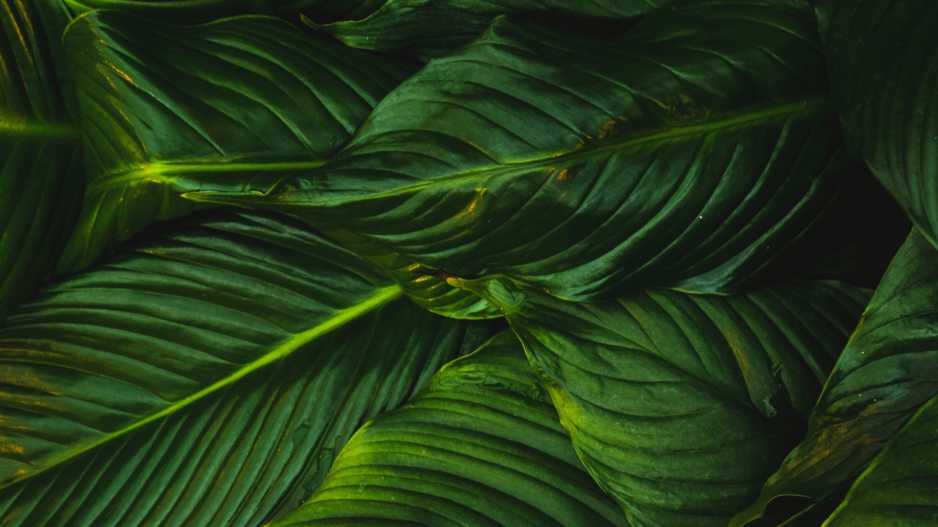 Download wallpaper 1366x768 bright leaves, green, plant, tablet, laptop ...