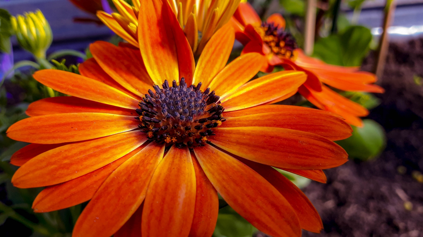 Download wallpaper 1366x768 blossom, orange flower, close up, tablet ...