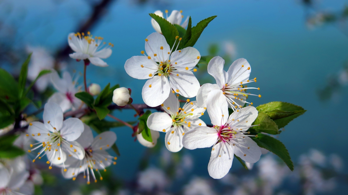 Download wallpaper 1366x768 white, cherry blossom, pollen, flowers ...