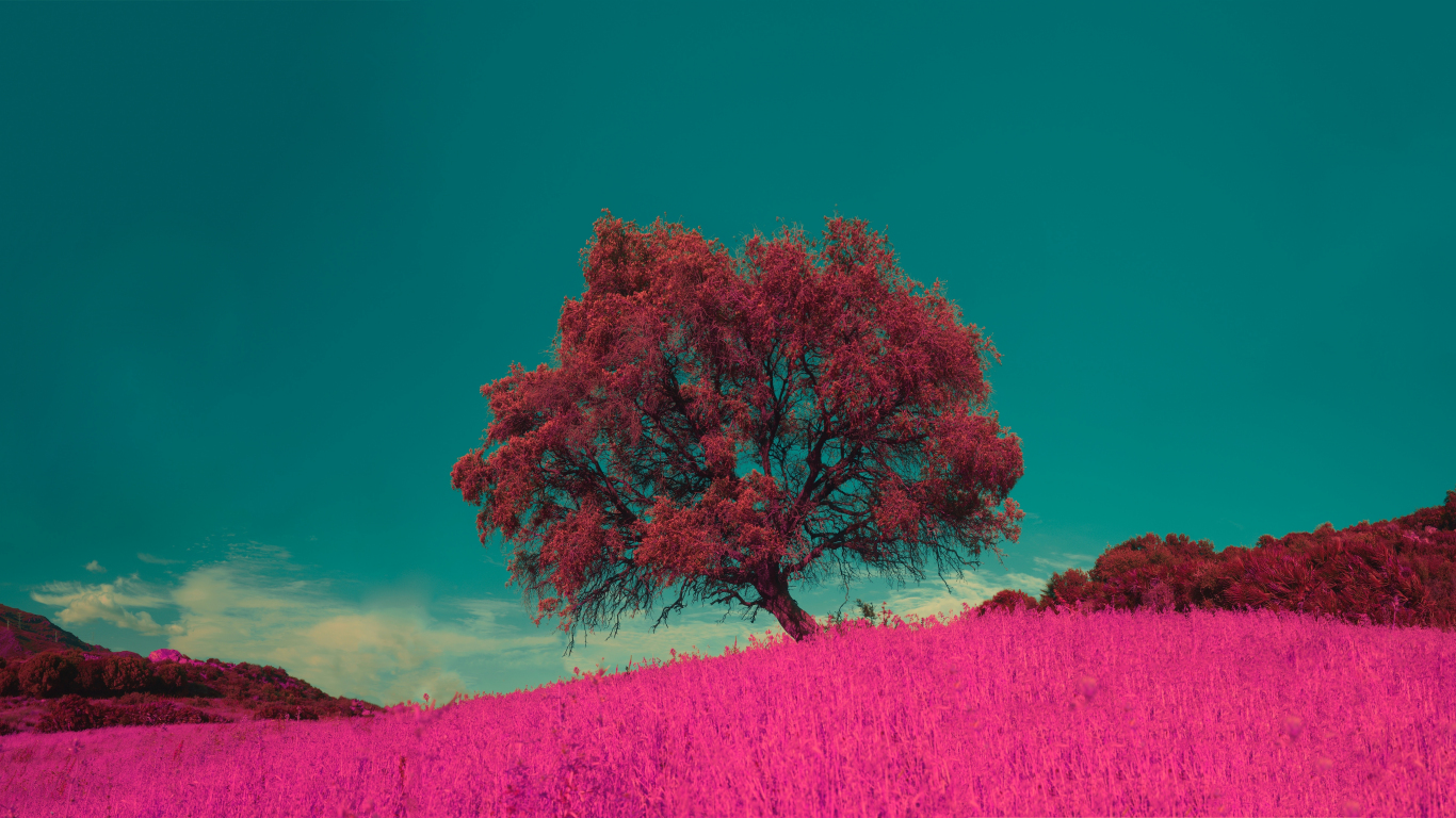 Download 1366x768 wallpaper pink flowers and tree, landscape, nature ...