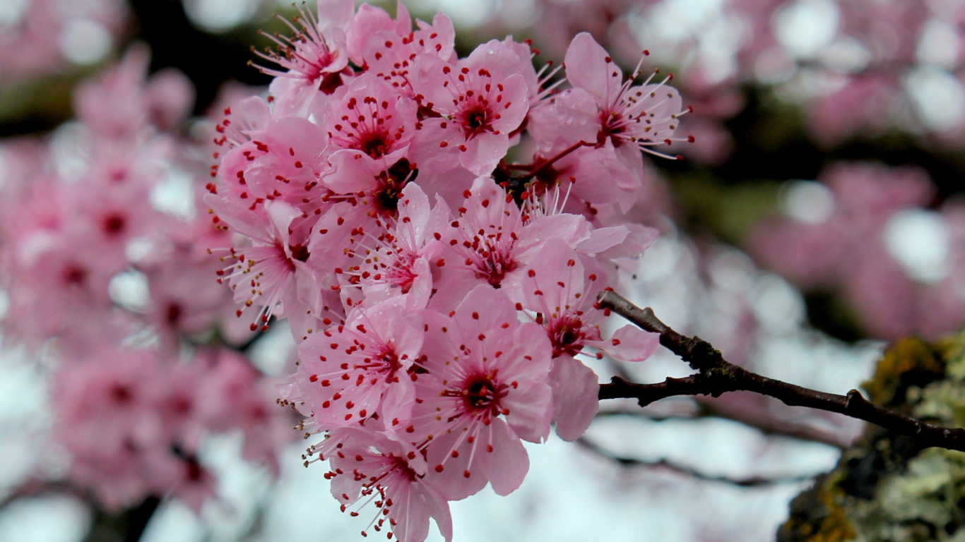 Download 1366x768 wallpaper pink, cherry flowers, blossom