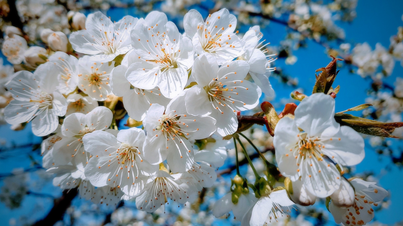 White, close up, cherry tree, spring, blossom, 1366x768 wallpaper