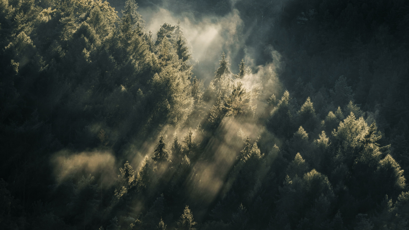 Download wallpaper 1366x768 lights through woods, green forest, aerial ...