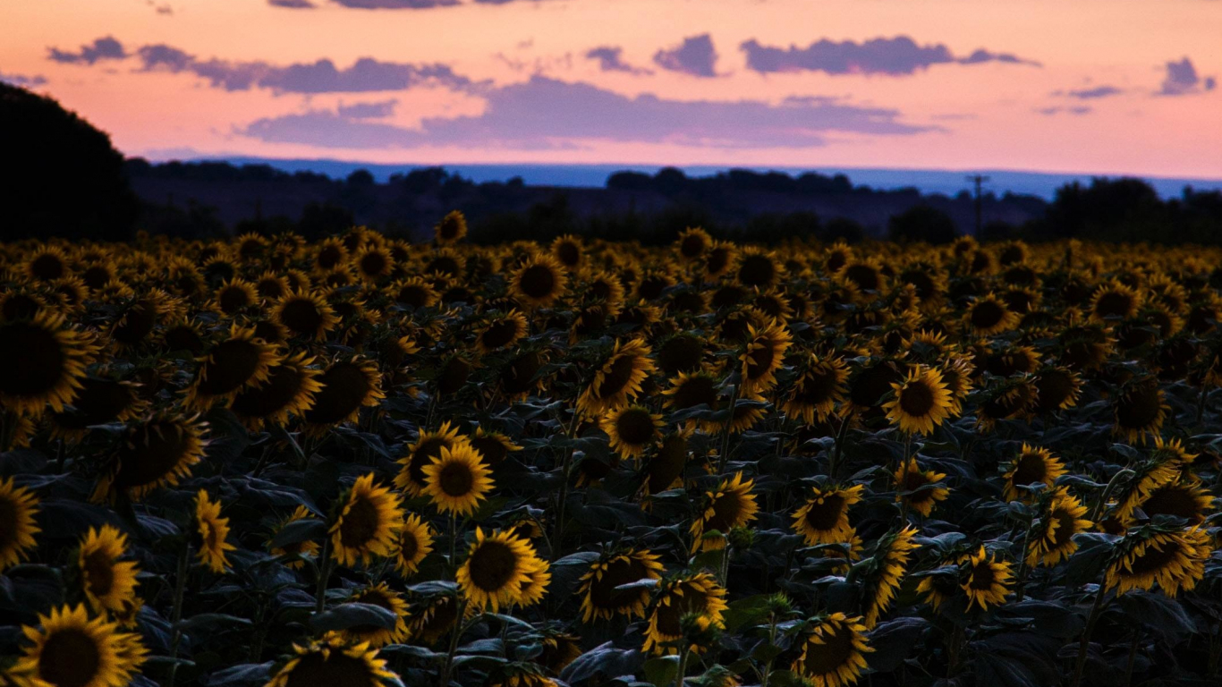 Download 1366x768 Wallpaper Sunflowers Flowers Field Sunset
