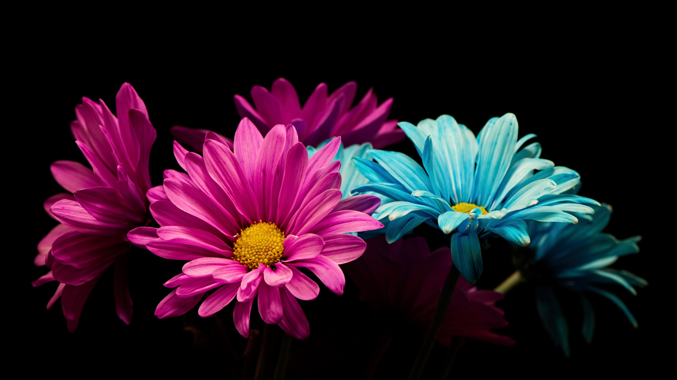 Download wallpaper 1366x768 colorful, daisy, flowers, portrait, tablet ...